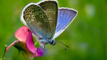 lathyrus vlinder