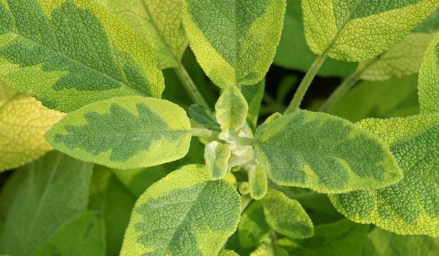 19-Salvia-officinalis-'Tric