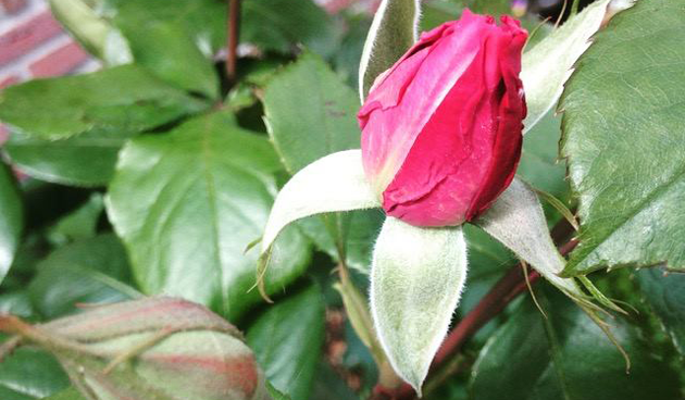 Tips tegen bladluizen in rozen