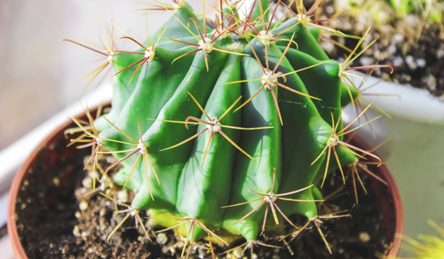 Cactus verzorgen
