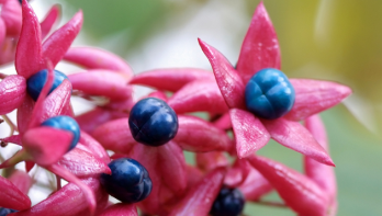Clerodendrum-trichotomum
