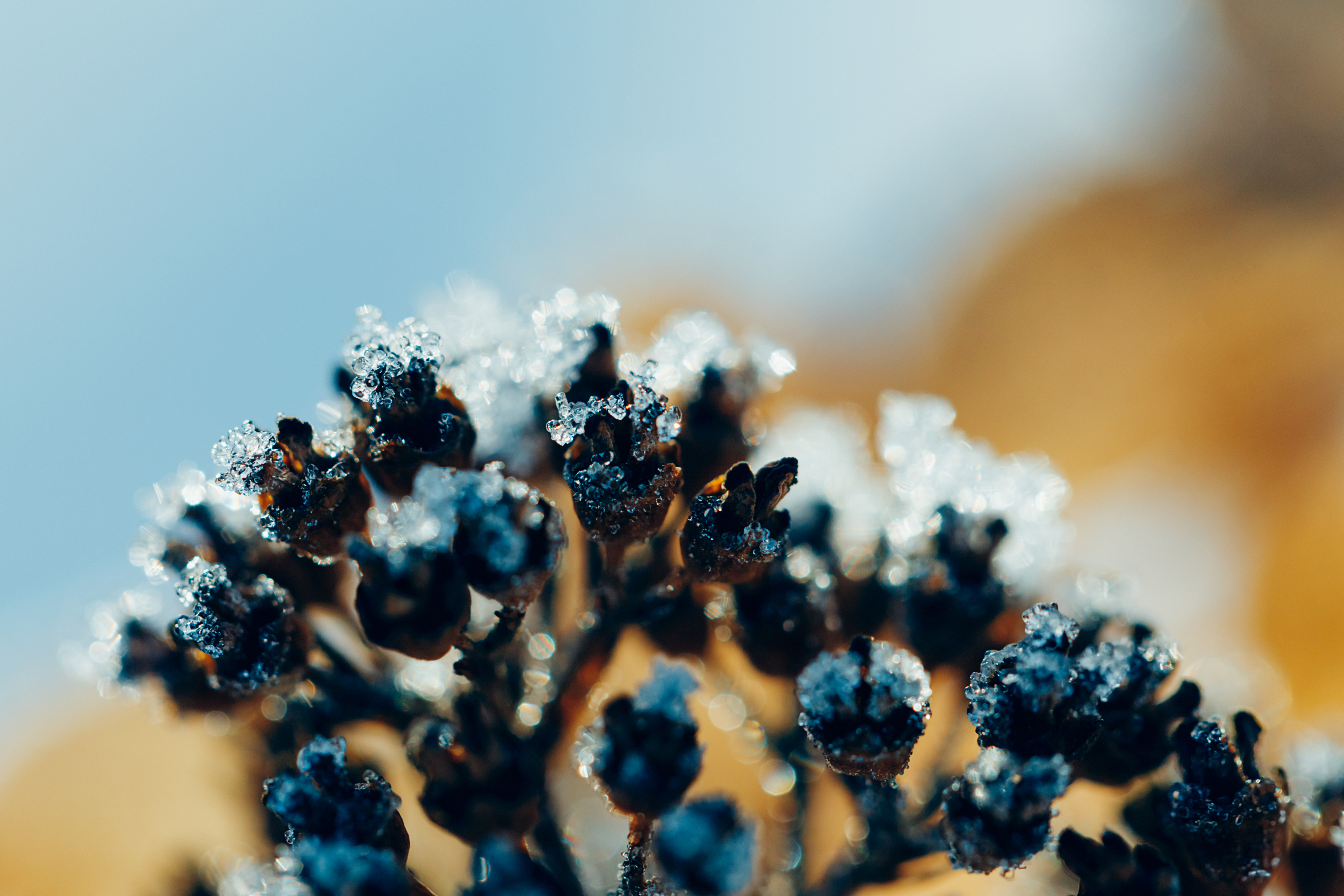 Bevroren hortensia’s: knip de zwarte, verdroogde delen weg