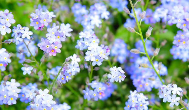 Blauwe bloemen in de zomer