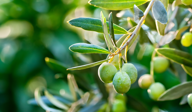 9 weetjes over de olijfboom