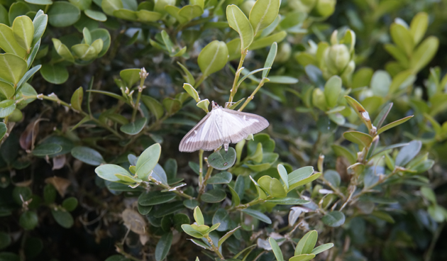 Buxusmot bestrijden: vlinder van de buxusmot