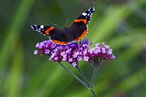 Meer vlinders & bijen in je tuin