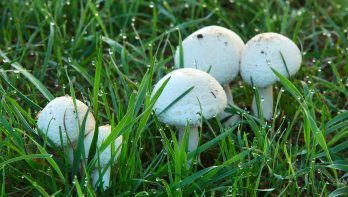 paddenstoelen uit je gazon