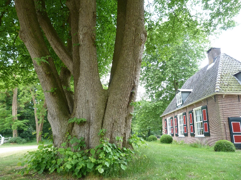 Dit zijn de oudste bomen van Noord-Holland