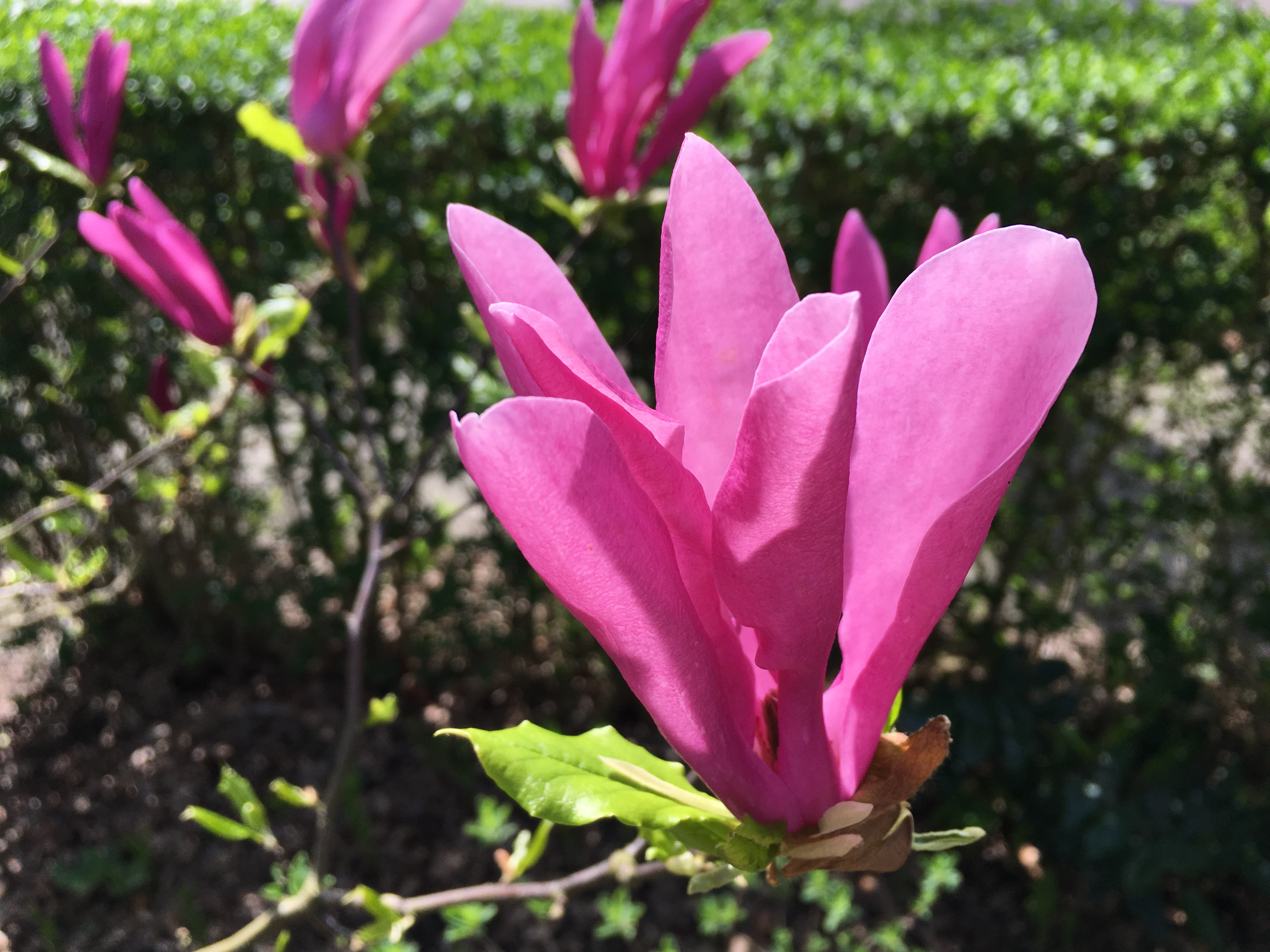 Prachtige magnolia ‘Susan’