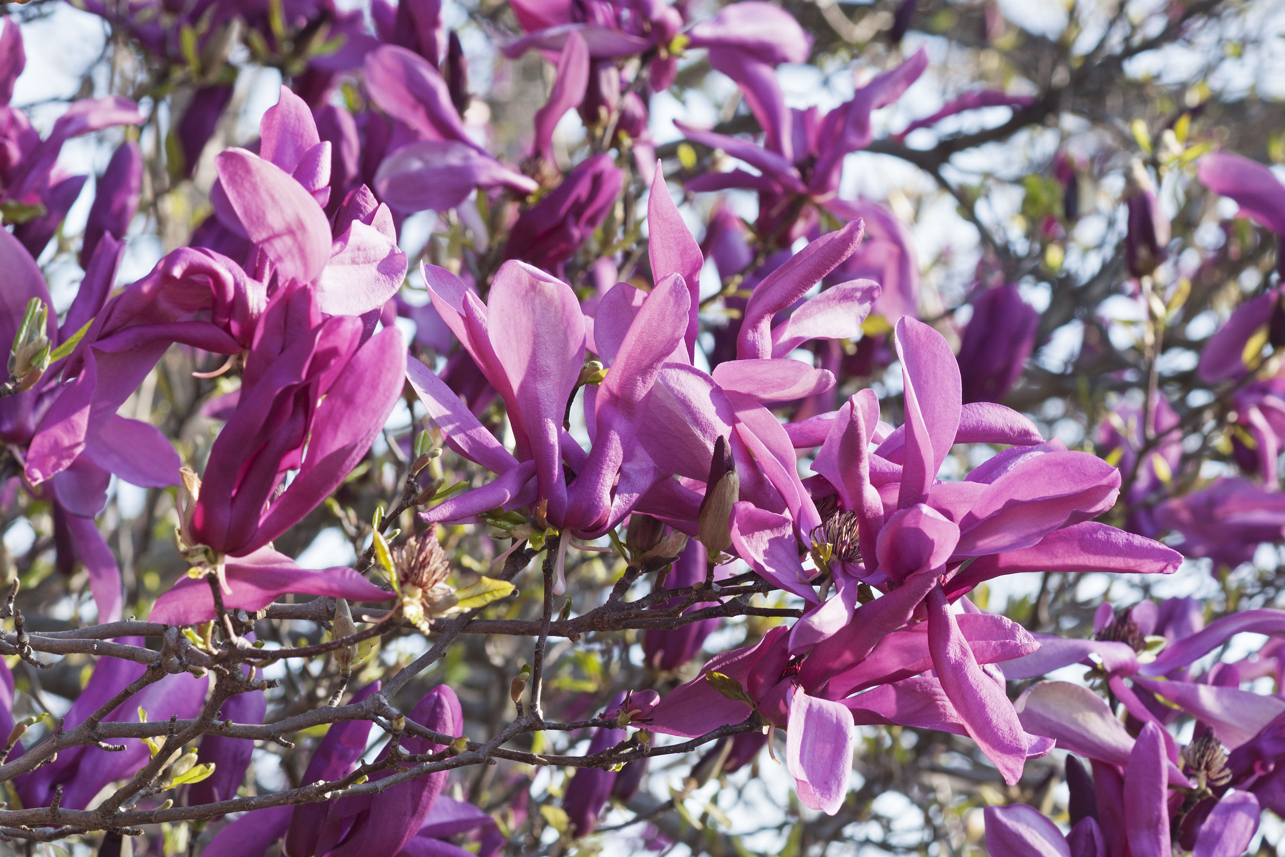 magnolia susan