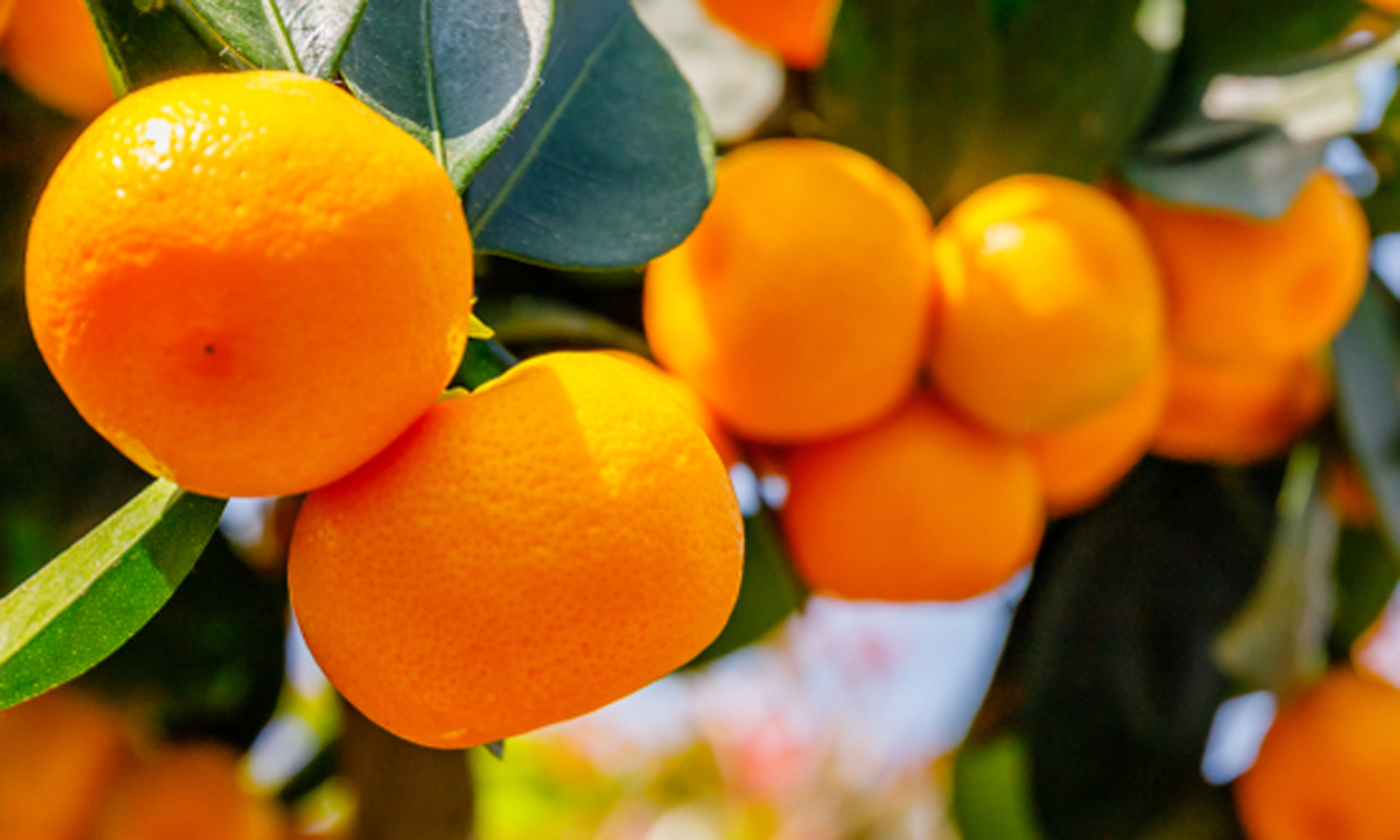 Tips voor citrusplanten van Ben Buynsters