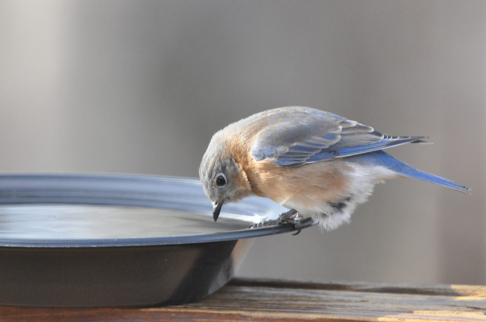 Geef vogels extra water tijdens warme dagen