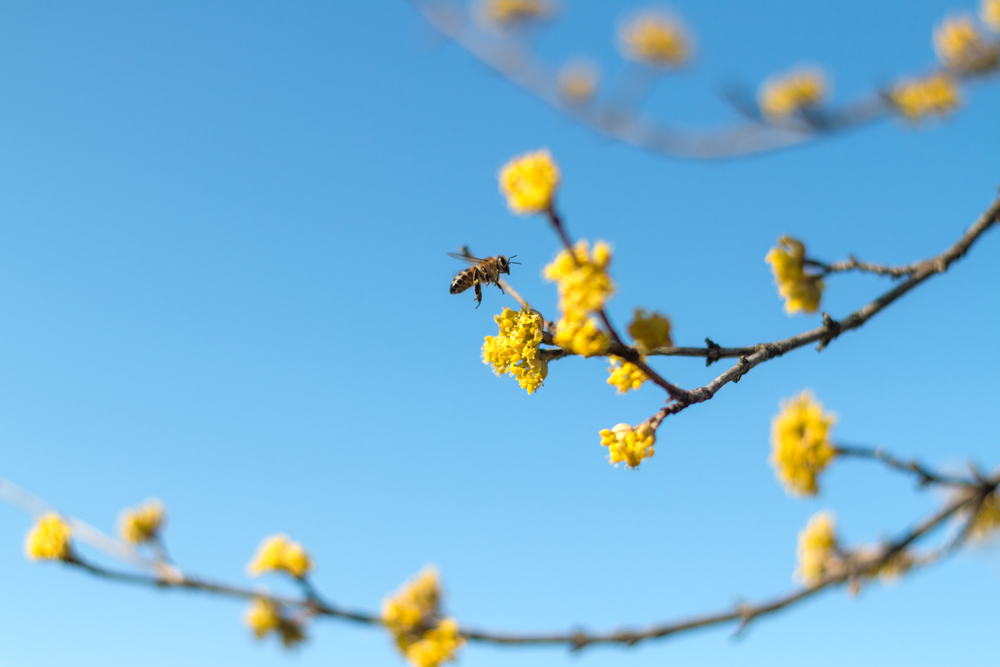 Gele kornoelje: een heerlijke voorbode van het voorjaar