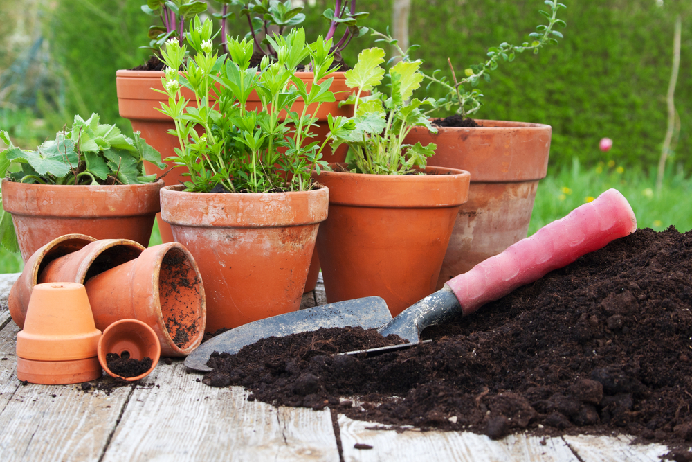 Gravel garden in pot – Zo doe je dat!