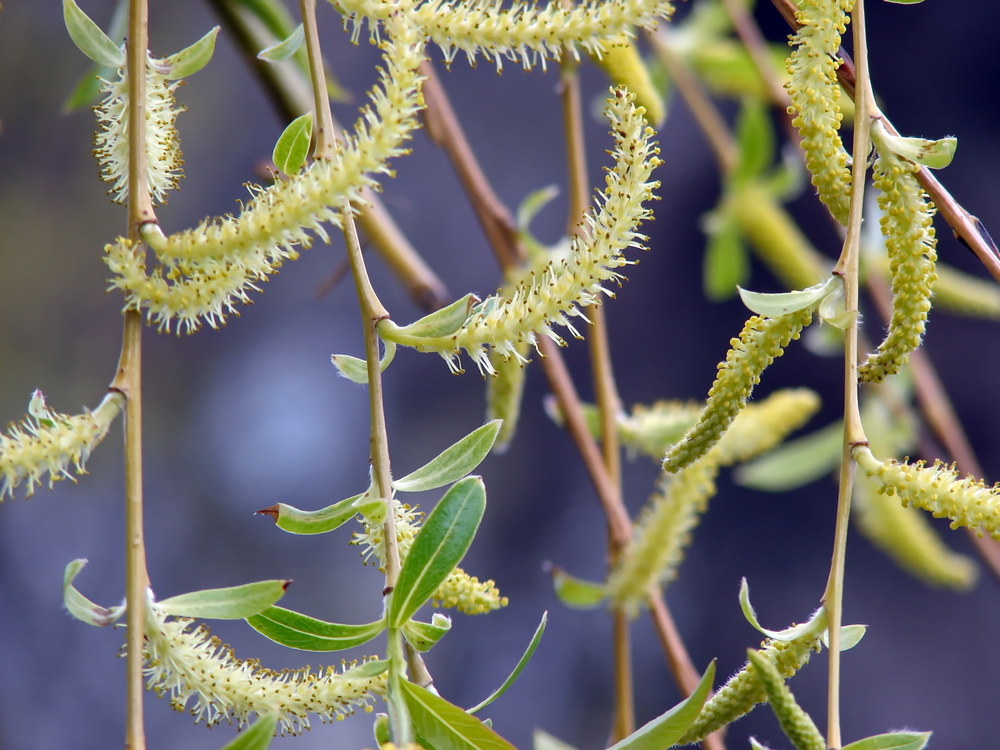 Salix babylonica ‘Tortuosa’, kronkelwilg, paastak, pasen, tuinseizoen