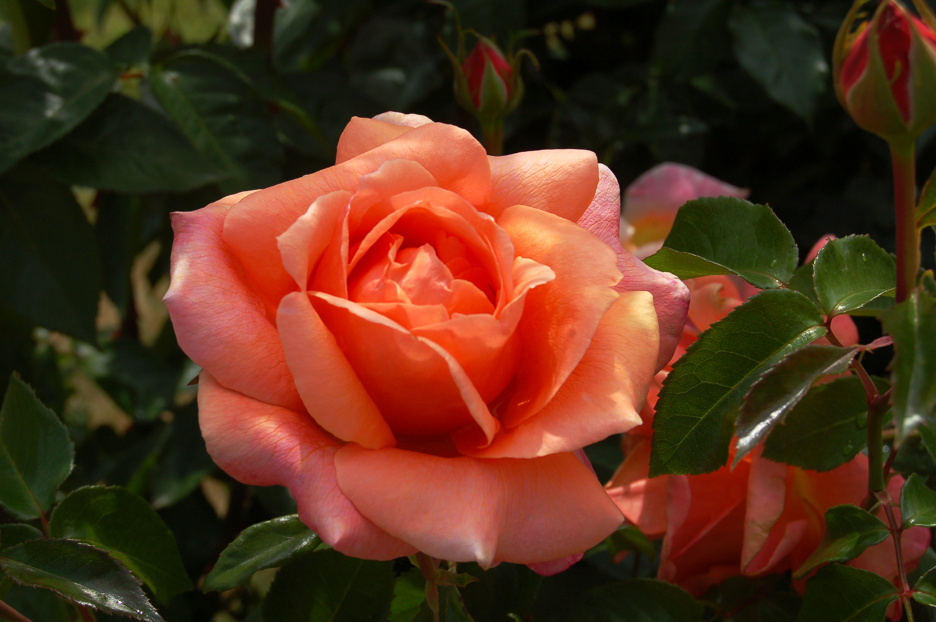 Rosa ’Cherry Brandy’, roos, eetbare bloemen, tuinseizoen