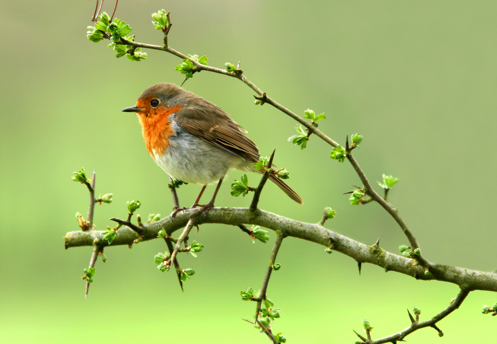 5 tips voor je meer (soorten) vogels in je tuin