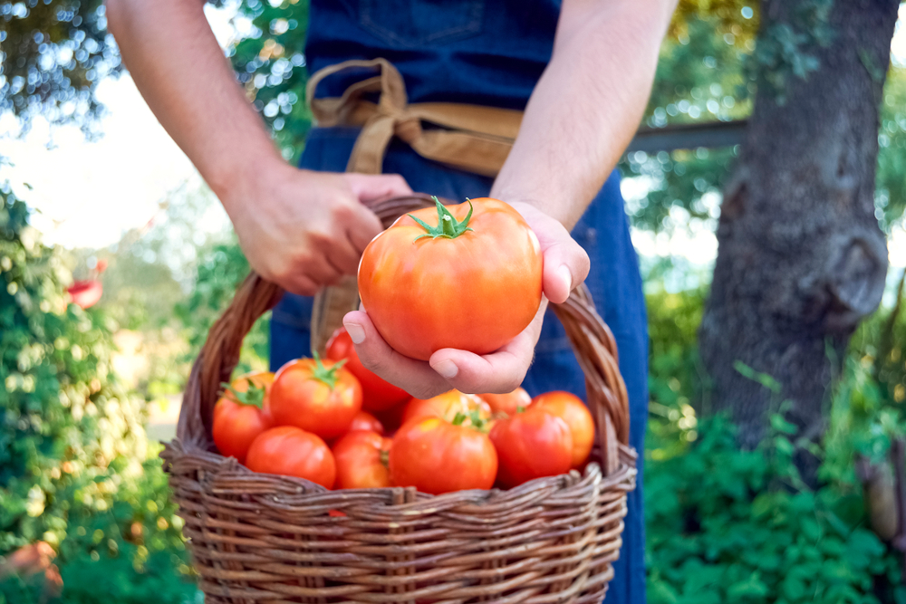 Tomaten verzorgen – De moestuin van Angelo