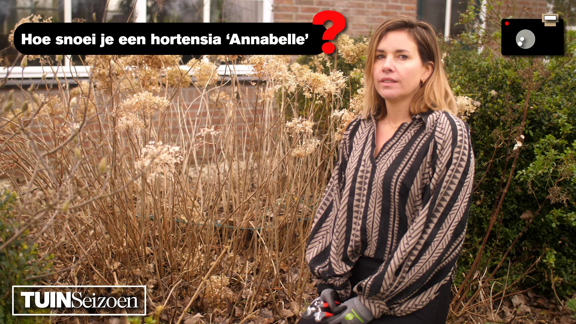 Hortensia ‘Annabelle’ snoeien