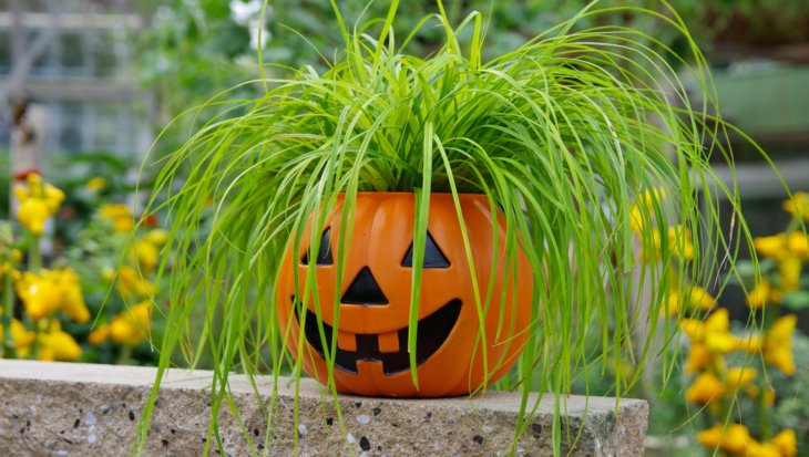De populairste Halloween-planten