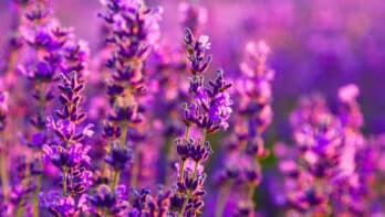 Lavendel: paarse geurbom