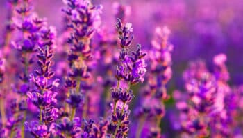 Lavendel: paarse geurbom