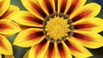 Closeup on Treasure Flower or African Daisy, a gazania flowering plant. Its flower has daisy-like composite flowerheads and in brilliant shades of yellow and orange petals.