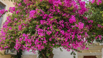 Blooming bougainvillea flowers on street in Parikia town on the island of Paros. Cyclades, Greece