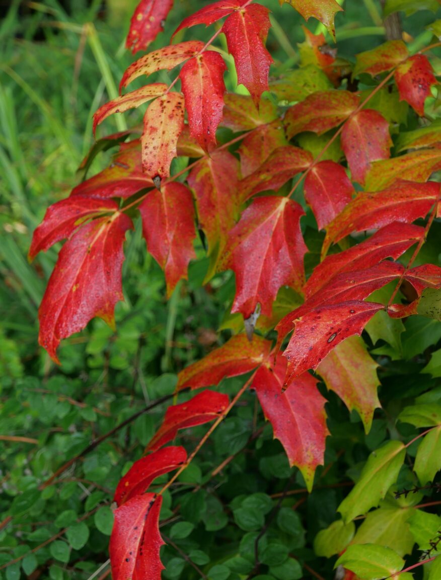 Mahonia japonica (Japanse mahonia)