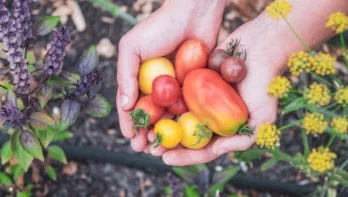 tomaten oogsten in de zelf oogsttuin