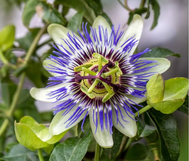 Deze klimplanten doen het goed op het balkon