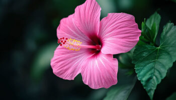 Hibiscus snoeien