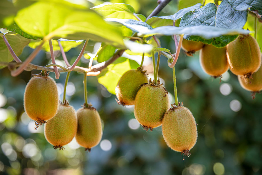 Kiwi snoeien: groei, oogsten en bewaren