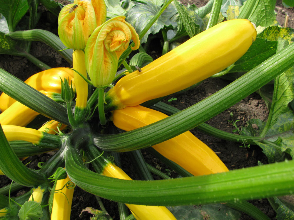 courgettes verzorgen