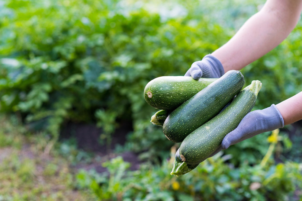 Courgettes plukken