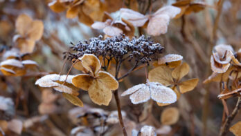 hortensia knippen