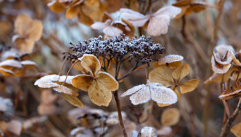 hortensia knippen