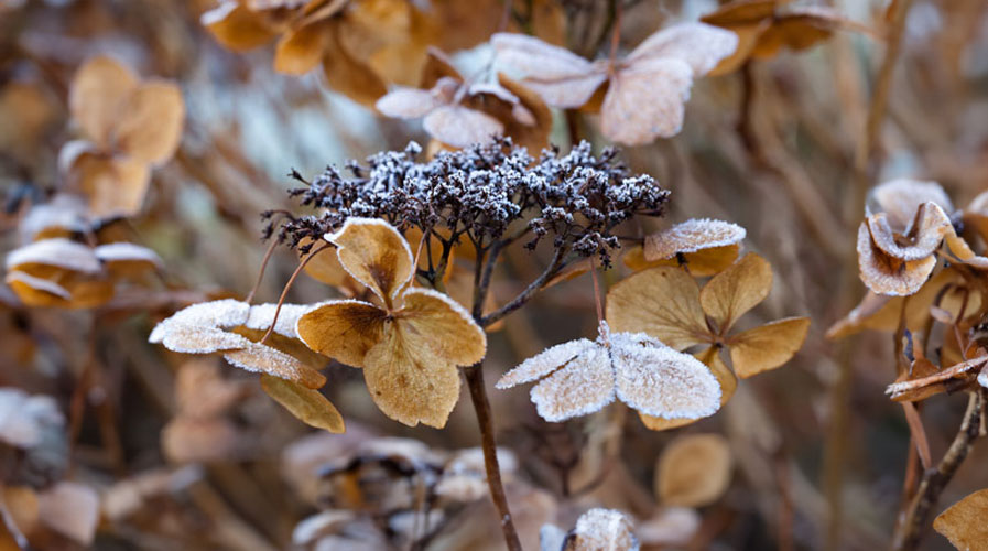 Hortensia’s afknippen: wacht tot na de winter