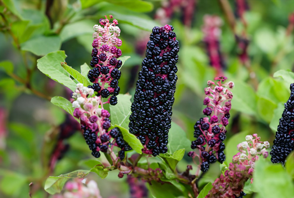 Karmozijnbes in de tuin: Eetbaar of giftig?