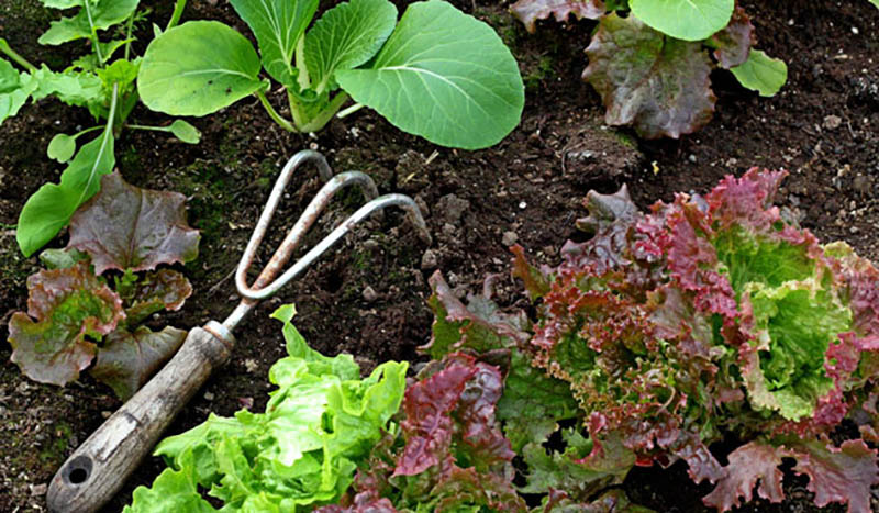 Kleine moestuin met weinig onderhoud