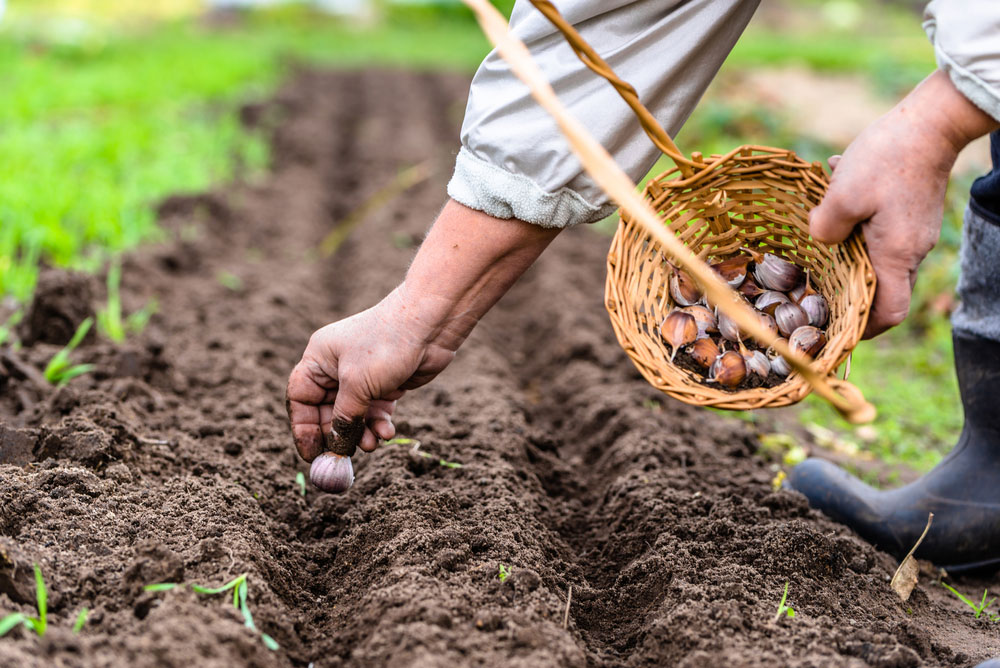 knoflook planten 