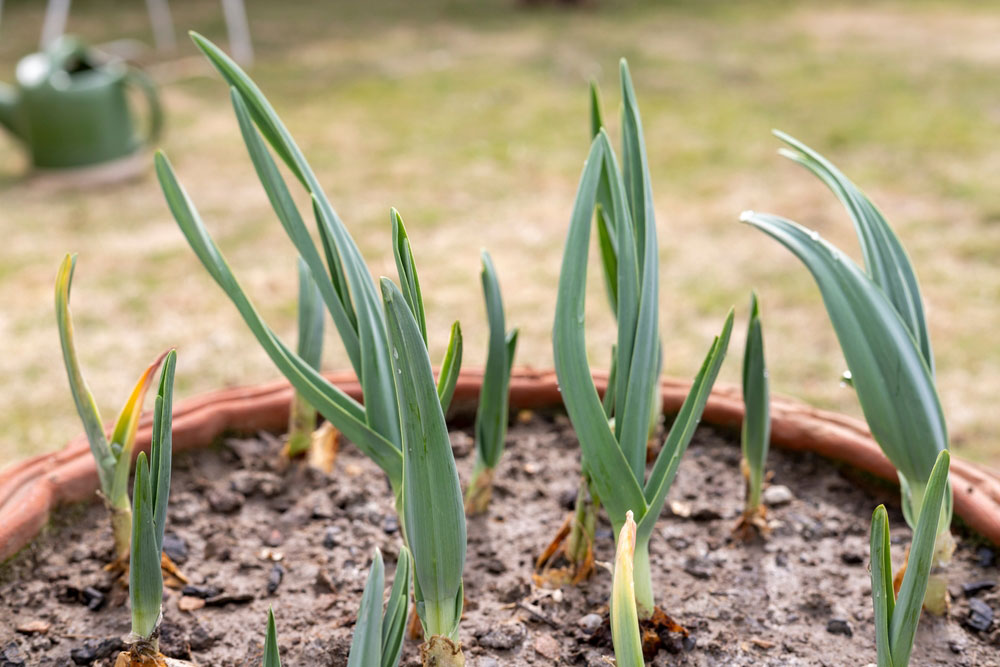 knoflook planten