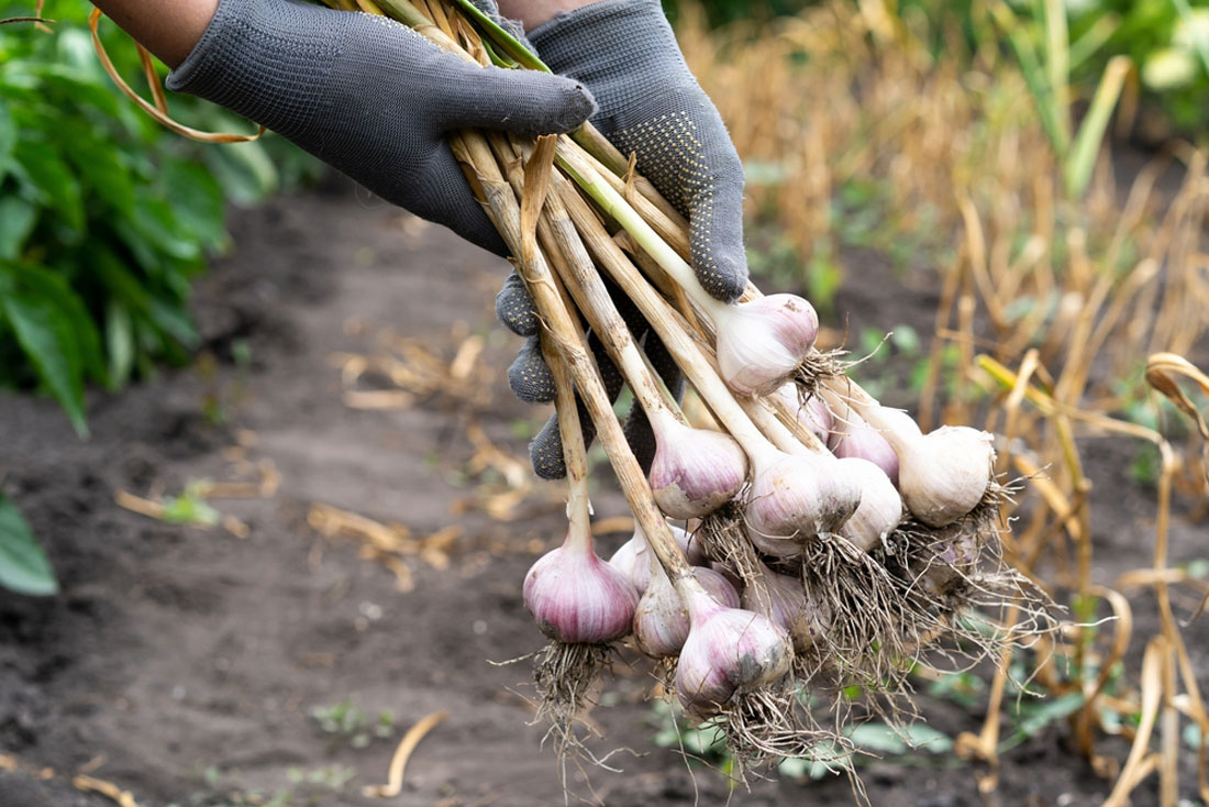 Knoflook kweken: Planten, oogsten en bewaren