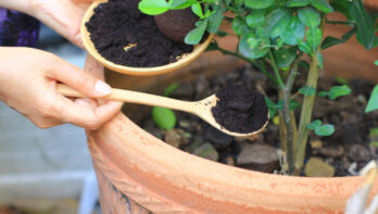 koffiedik voor de tuin