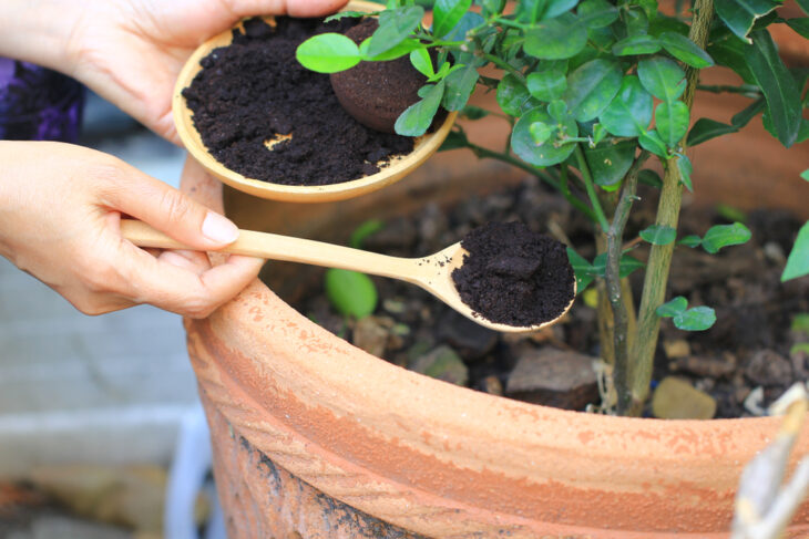 Koffiedik in de tuin, voor je planten en tegen ongedierte