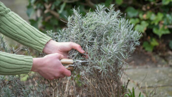 lavendel snoeien