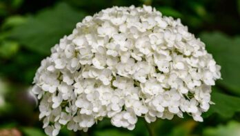 hortensia annabelle snoeien