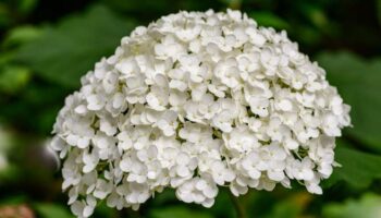 hortensia annabelle snoeien