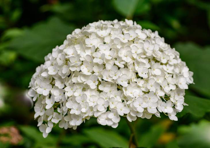 Hortensia ‘Annabelle’ snoeien