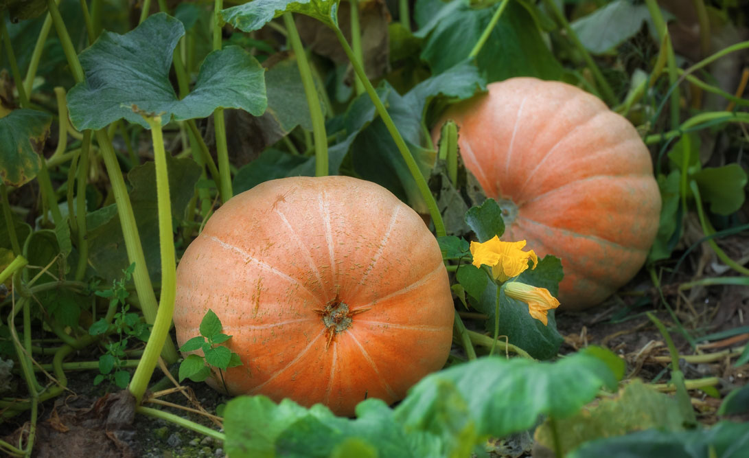 Pompoenen kweken: zaaien, oogsten en bewaren 